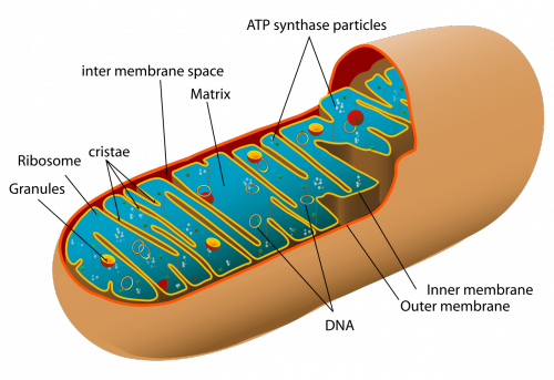 Mitochondrion organelle