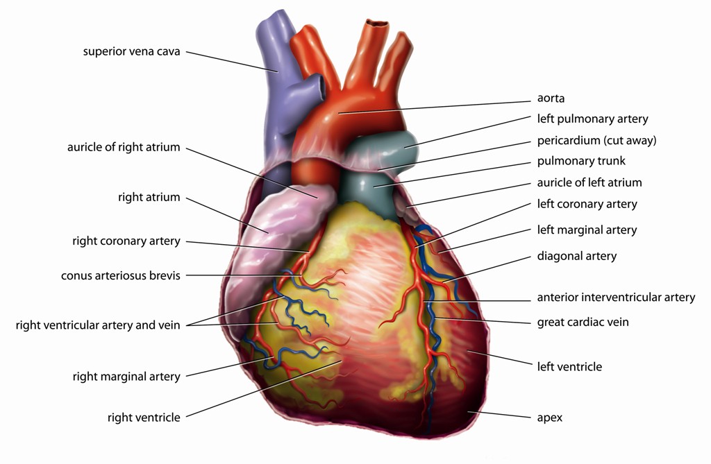 Anatomy of the heart