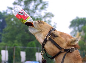 camel drinking coke
