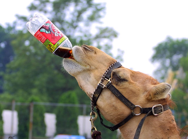 Do Diet Sodas Makes You Gain Weight?