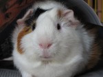 guinea pig