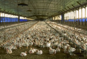 Chicken Farm, Florida
