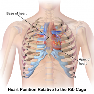 Heart & Ribcage