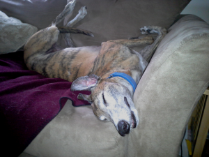 greyhound relaxing
