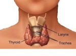 thyroid