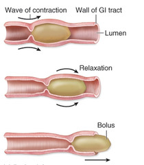 peristalsis