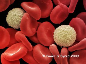 human-red-and-white-blood-cells-80200662-l
