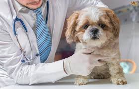 puppy at vet