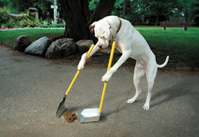 dog cleaning up