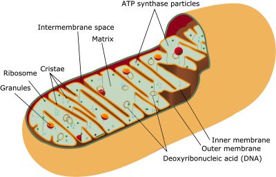 mitochondrion