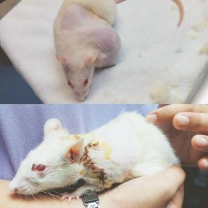 rat tumour