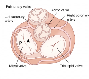 mitral valve
