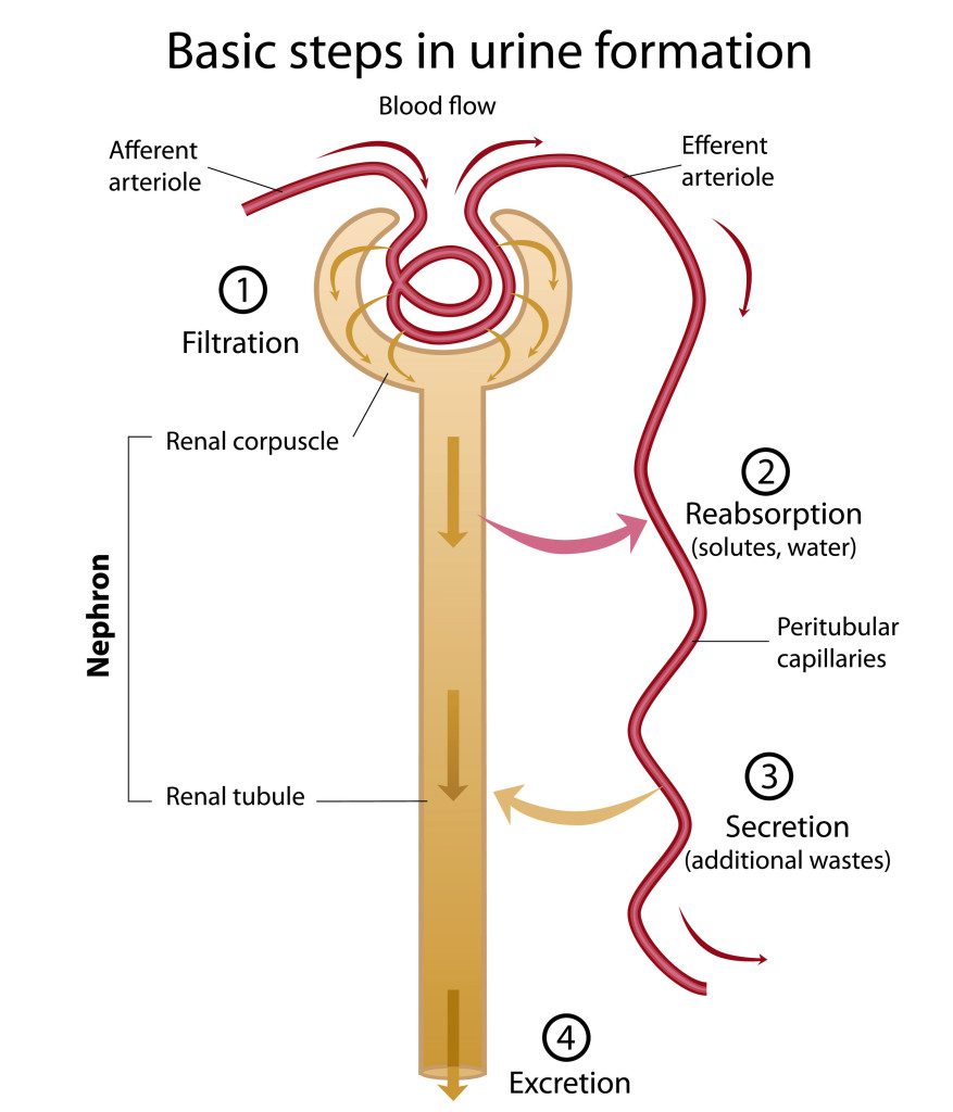 Breakdown Of Urine Into Its Components at Patrick Fields blog