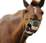 horses mouth