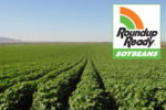 Harvesting with Roundup