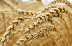 wheat intolerance